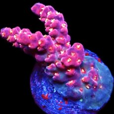 WYSIWYG 15B Pinky The Bear Acropora Frag