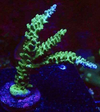 WYSIWYG 20H Blue Tipped Staghorn Frag Large