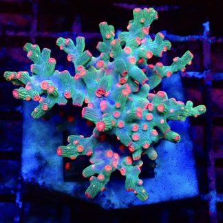 Pink Branching Cyphastrea Frag Small