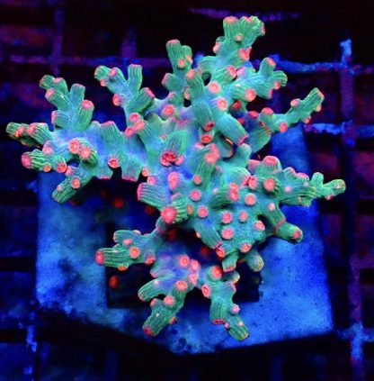 Pink Branching Cyphastrea Frag Small