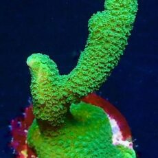 M.O.C. Bright Green Montipora Digitata Frag -0