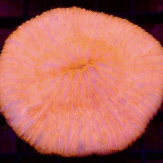 Ultra Grade Fungia Plate Colony 1