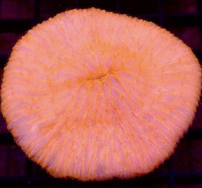 Ultra Grade Fungia Plate Colony 1