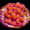 WYSIWYG 20A Brain Freeze Montipora Frag (Rare)-0