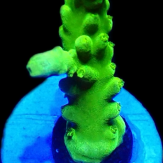WYSIWYG 11J Nuclear Frogskin Staghorn Acropora