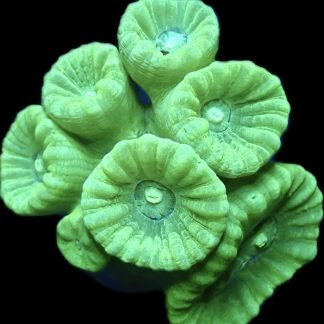 WYSIWYG Q1 Neon Green Candy Cane Colony 6 Heads