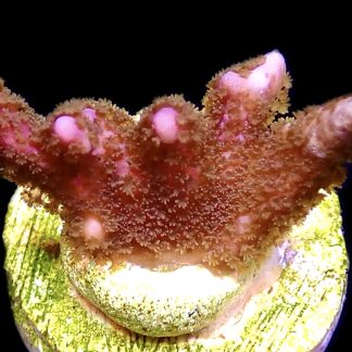 WYSIWYG 12D Bali Purple Montipora Digitata