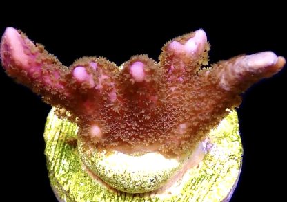 WYSIWYG 12D Bali Purple Montipora Digitata