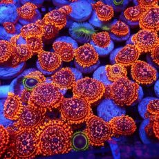 Utter Chaos Zoanthid Frag Single Polyp (Copy)