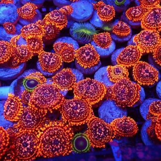 Utter Chaos Zoanthid Frag Single Polyp Large