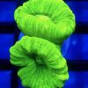 Neon Green Super Flourescent Candy Cane Frag 2 Heads-0