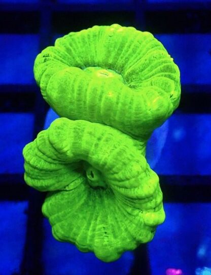 Neon Green Super Flourescent Candy Cane Frag 2 Heads-0