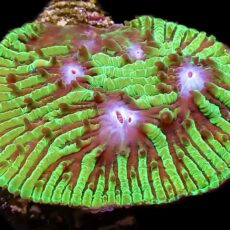 WYSIWYG T1 Lithophyllon Chalice Frag