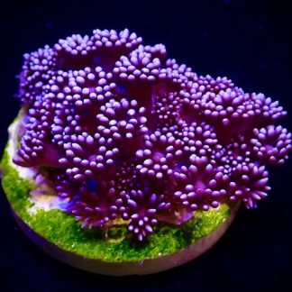 M.O.C Purple Shimmer Goniopora Frag-0