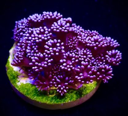 M.O.C Purple Shimmer Goniopora Frag-0