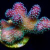 Rainbow Stylophora Frag(Aka JF Bugout Stylophora) -0