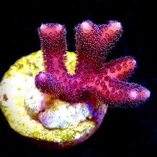 Rose Seriatopora Aculeata Frag-0