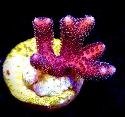 Rose Seriatopora Aculeata Frag-0