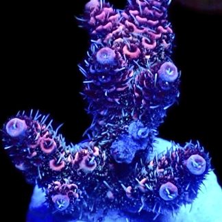 WYSIWYG 21F Red Sky Millepora