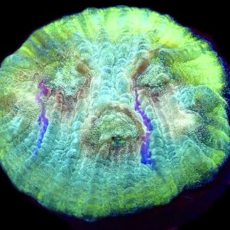 WYSIWYG T1 Urban Graffiti Rainbow Chalice Frag