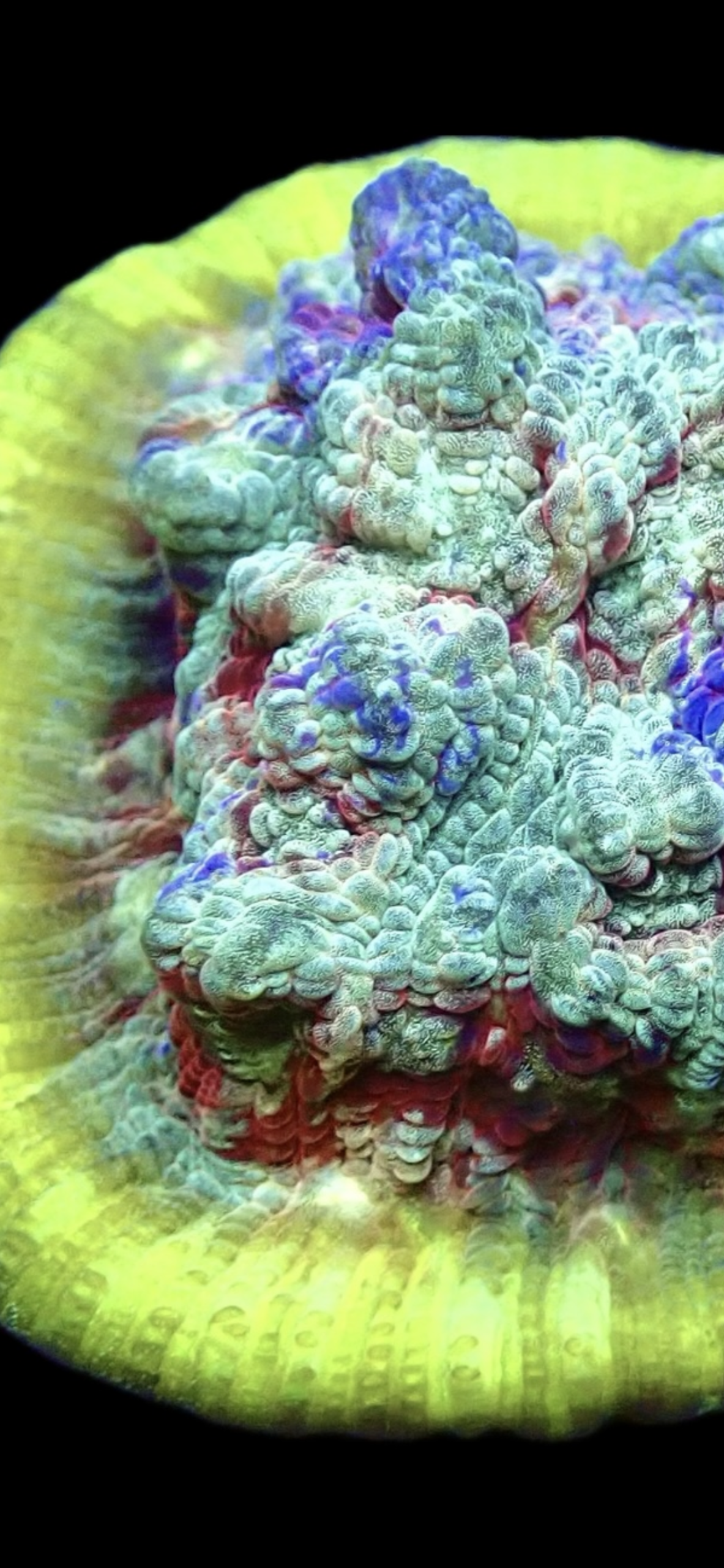 WYSIWYG T2 Urban Graffiti Rainbow Chalice Frag - Image 3