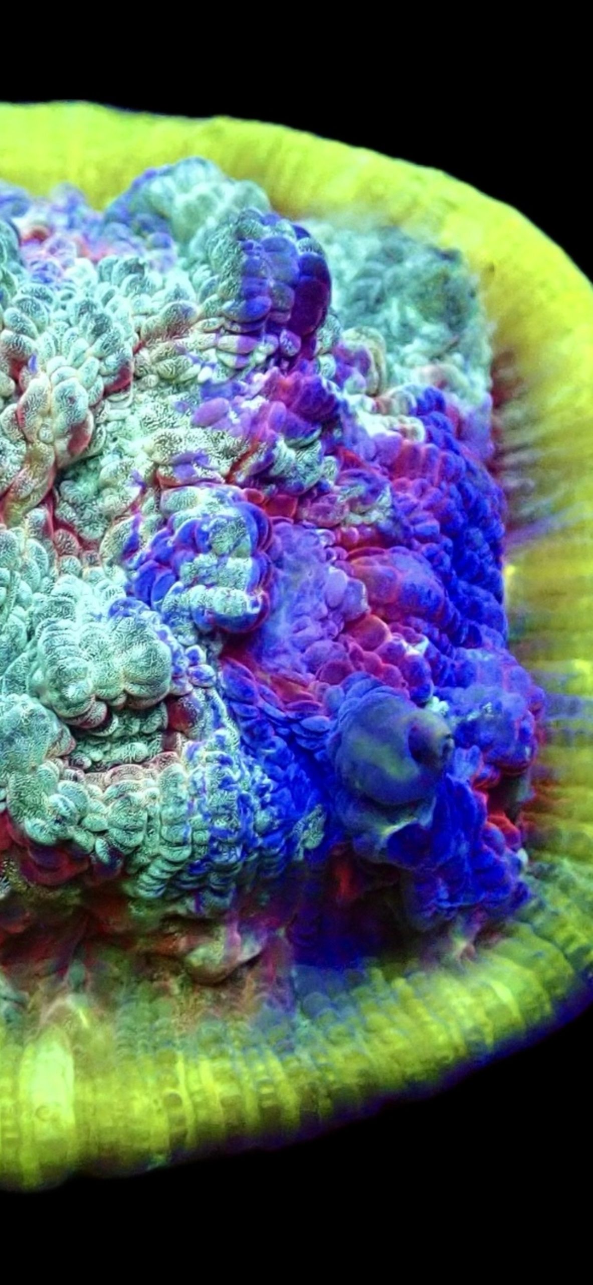 WYSIWYG T2 Urban Graffiti Rainbow Chalice Frag - Image 4