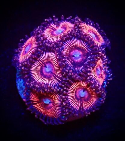 Hot Pink Armour Zoanthid Frag (5-7 Polyps)-0