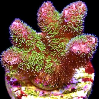 WYSIWYG 19H Amethyst Gem Pocillopora Frag