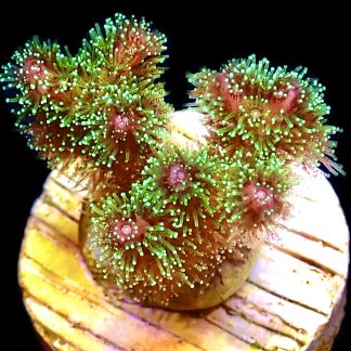 WYSIWYG 7G Amethyst Gem Pocillopora Frag