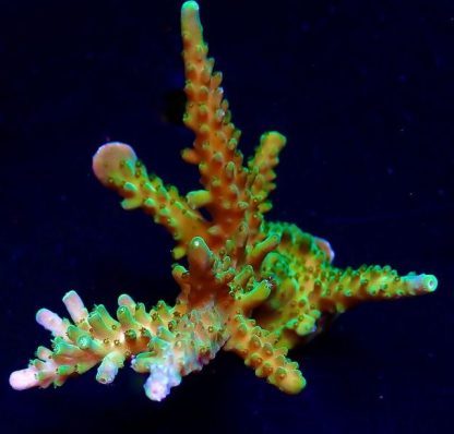 WYSIWYG 11E Joker Acropora Colony-0