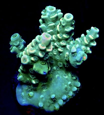 WYSIWYG 7K Acropora Tenius Oceana Dreams-0