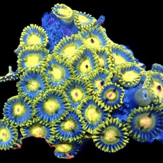 Vanilla Ice Zoanthid Frag 12+ Polyps