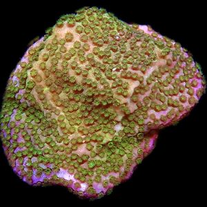 WYSIWYG M26  Pokerstar Montipora Frag