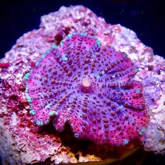 Lava Lamp Mushroom Single Head Frag Small-0