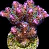 M.O.C Amethyst Gem Pocillopora Frag