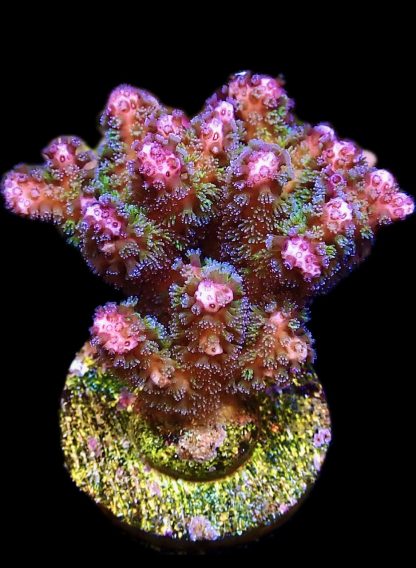 M.O.C Amethyst Gem Pocillopora Frag