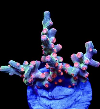 WYSIWYG 11K Pink Branching Cyphastrea Frag Large