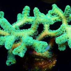 Seriatopora Neon Caliendrum Frag **SALE PRICE**-0