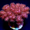 Cherry Tree Pocillopora Damicornis Frag Large-0