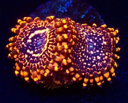 Utter Chaos Zoanthid Frag Two Polyps-0