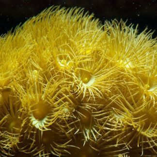 Canary Yellow Parazoanthus Frag 4 Polyps-0