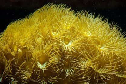 Canary Yellow Parazoanthus Frag 4 Polyps-0