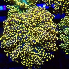 Branching Orange Frogspawn Single Head-0