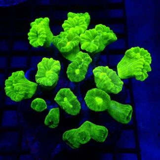 Neon Green Super Fluorescent Candy Cane Frag Single Head-0