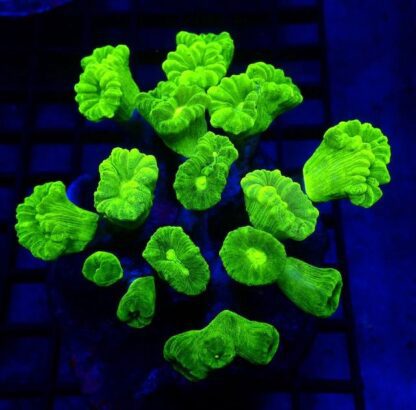 Neon Green Super Fluorescent Candy Cane Frag Single Head-0