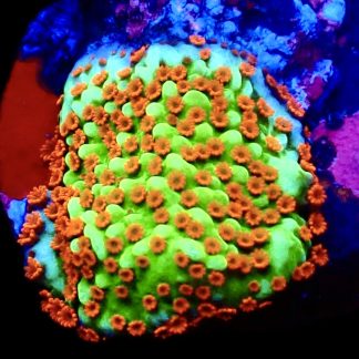 WYSIWYG 11E Reverse Sunset Montipora Frag
