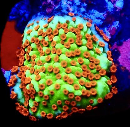 WYSIWYG 11E Reverse Sunset Montipora Frag