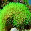 Ultra Bright Fluorescent Green Star Polyps Frag