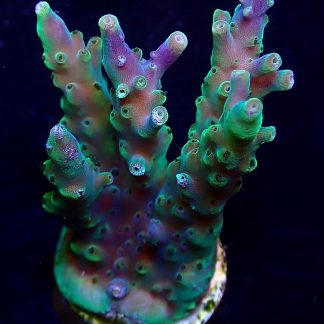 WYSIWYG 15B Bali Acropora Nana Purple Frag Large-0