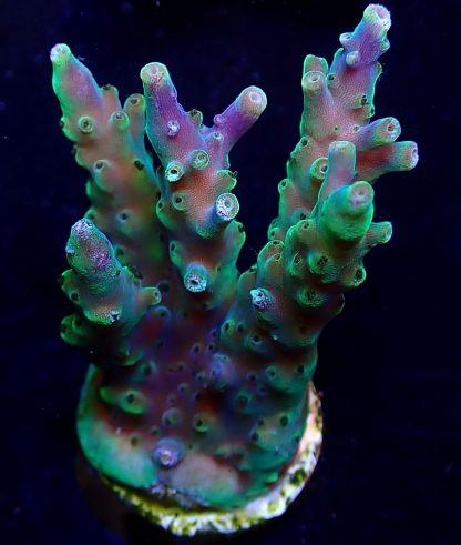 WYSIWYG 15B Bali Acropora Nana Purple Frag Large-0